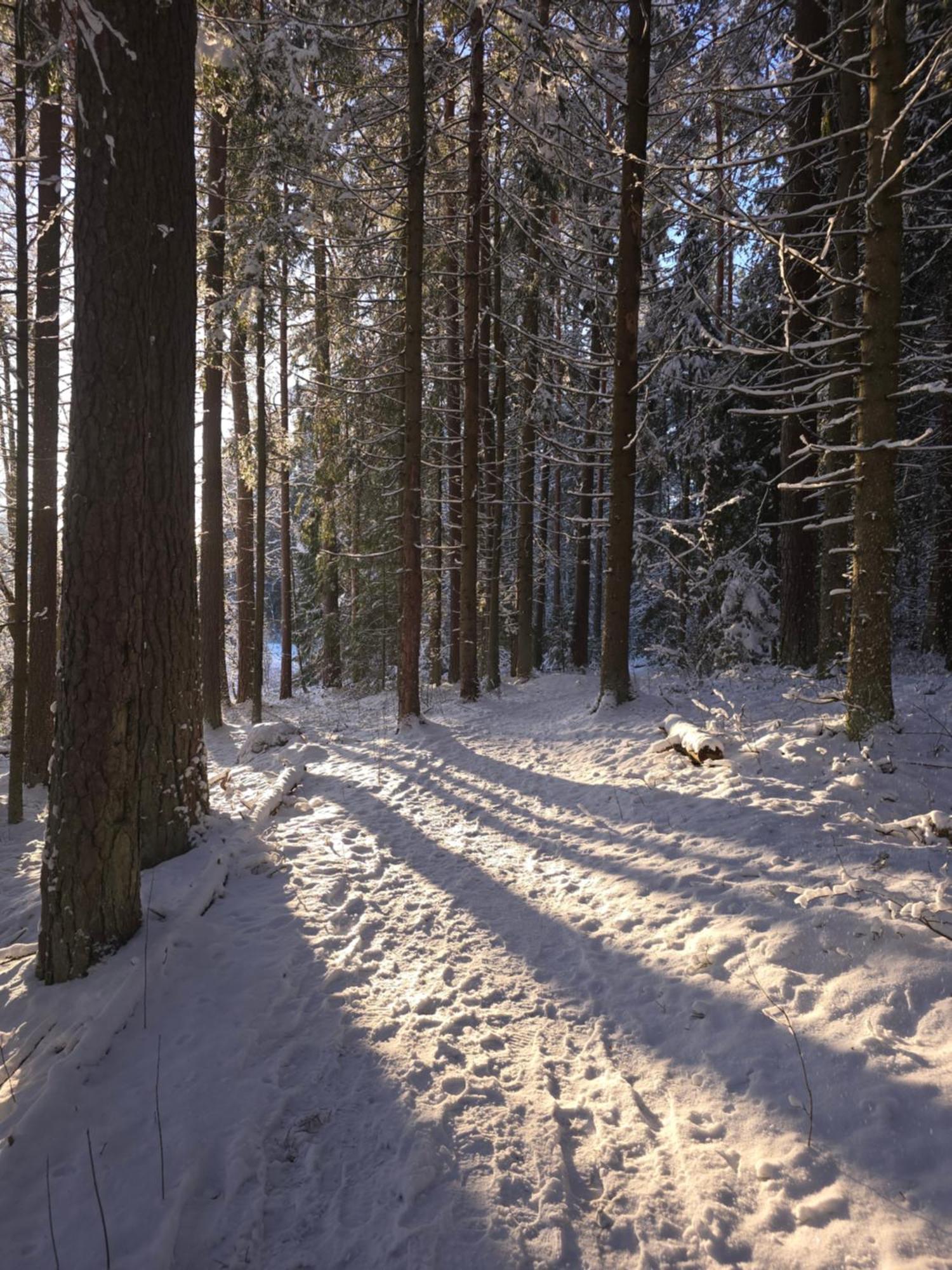 Вилла Treehouse Ciekurs Dukuri Экстерьер фото